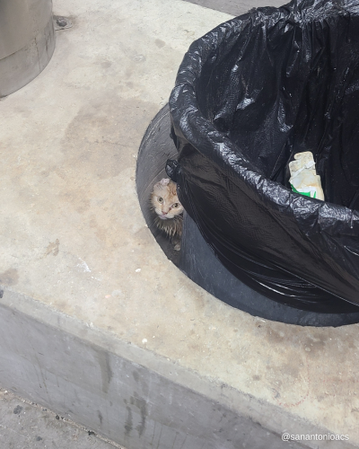 The tabby cat peeking out from behind a trash can